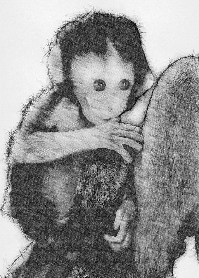 Moneky Sketch Drawing Arts