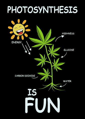 Photosynthesis Is Fun Gard