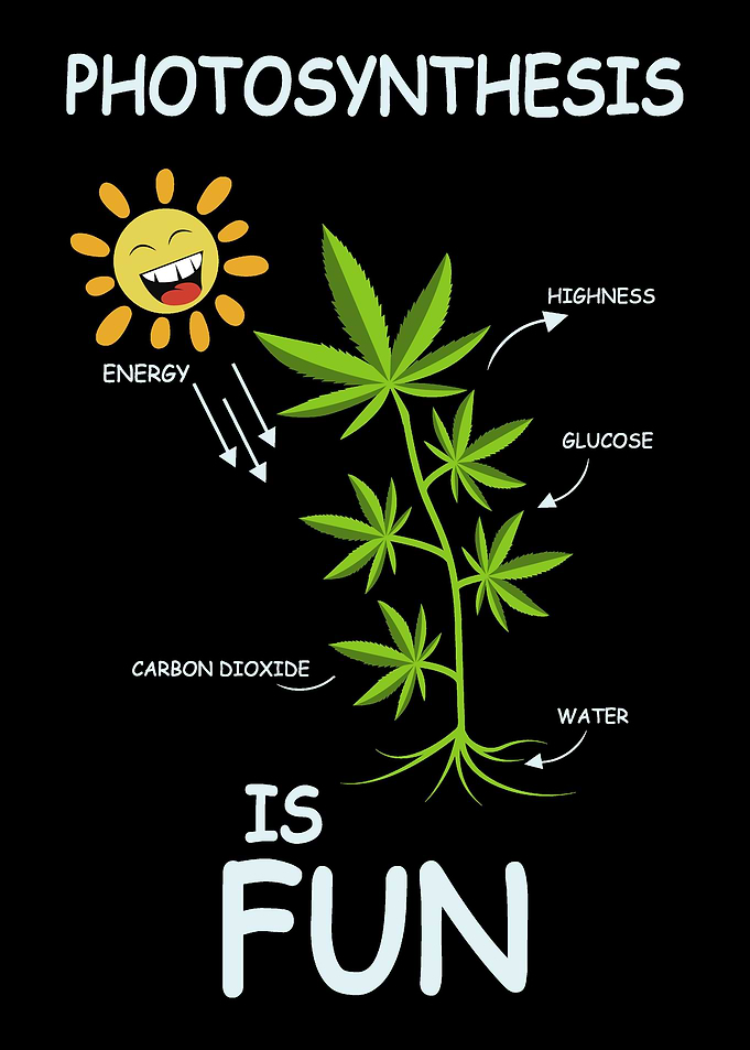 Photosynthesis Is Fun Gard