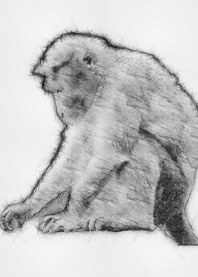 Moneky Sketch Drawing Arts