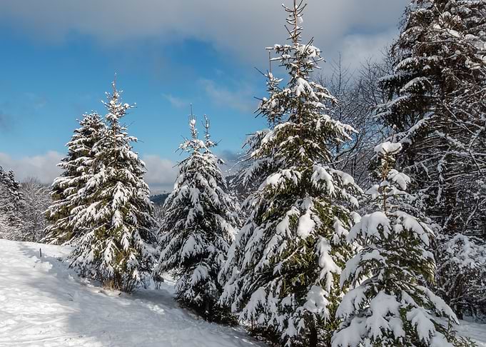 Fantastic winter