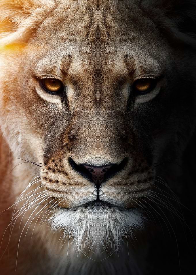 wild angry lioness artwork