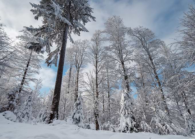 Fantastic winter