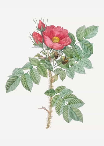 Rose