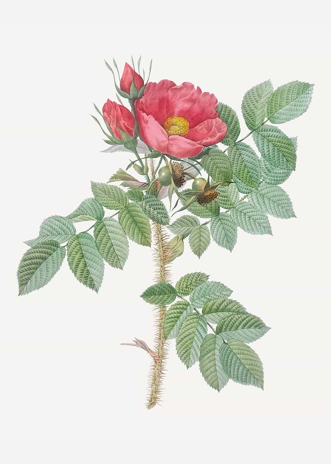 Rose