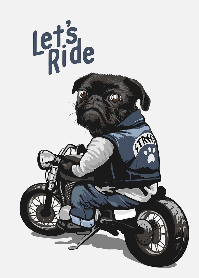Funny Pug lets ride