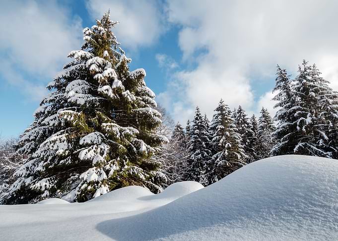 Fantastic winter