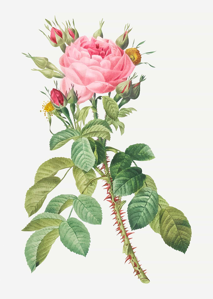 Rose