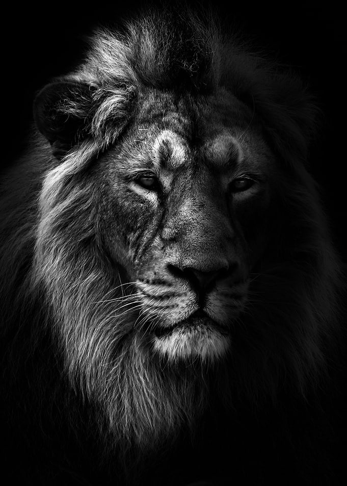 wild angry lion black