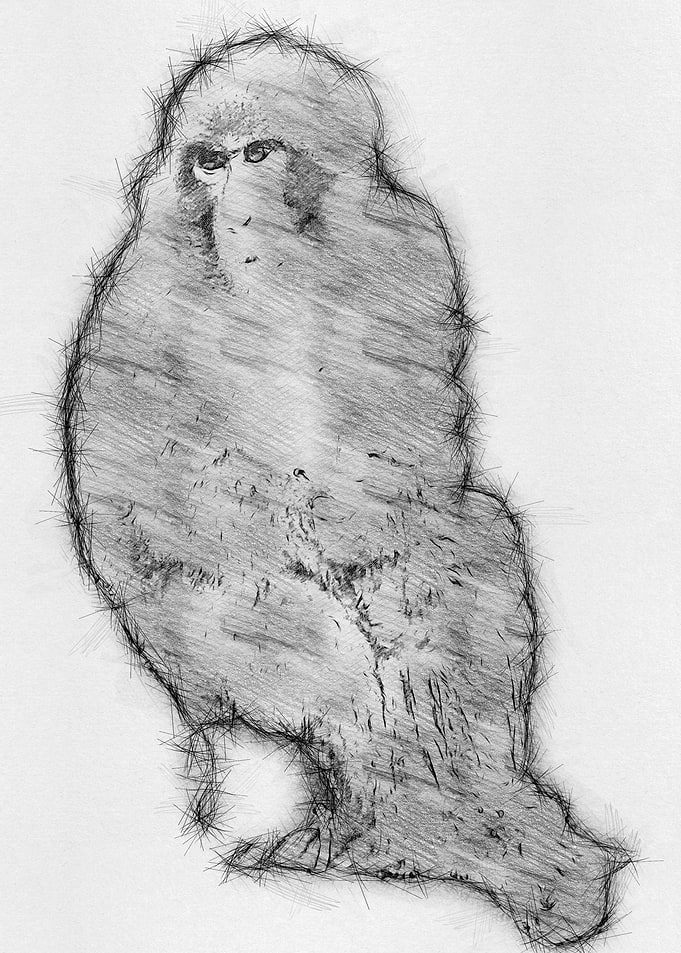 Moneky Sketch Drawing Arts