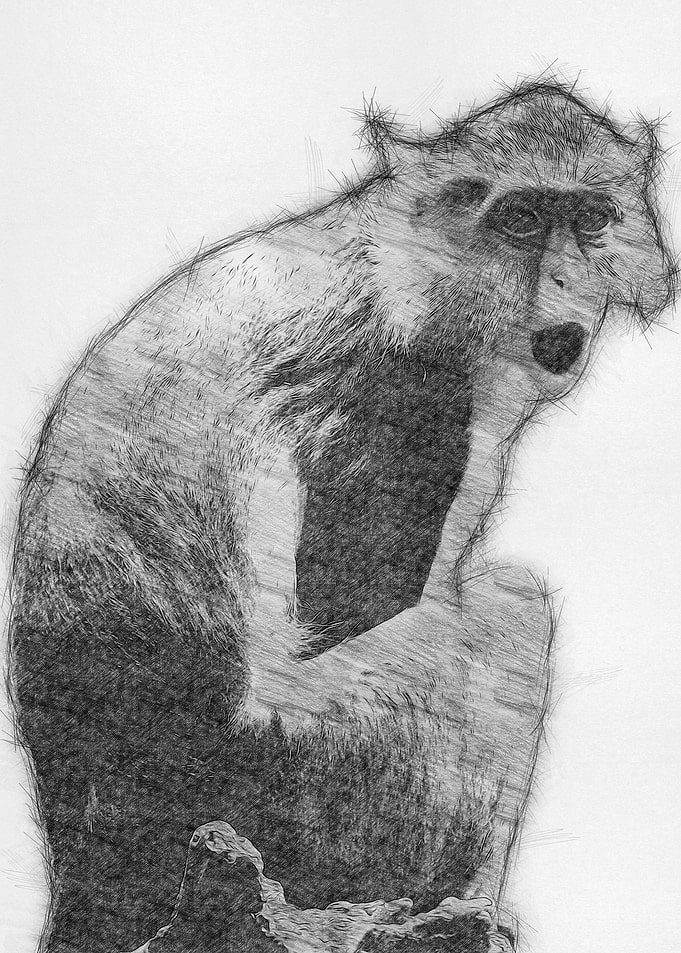 Moneky Sketch Drawing Arts