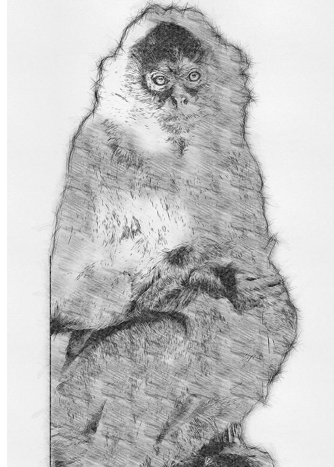 Moneky Sketch Drawing Arts