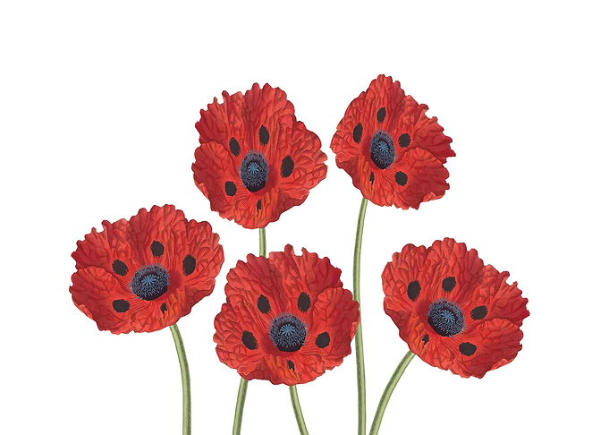 Poppies Flowers red