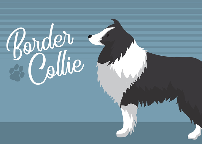 Border collie