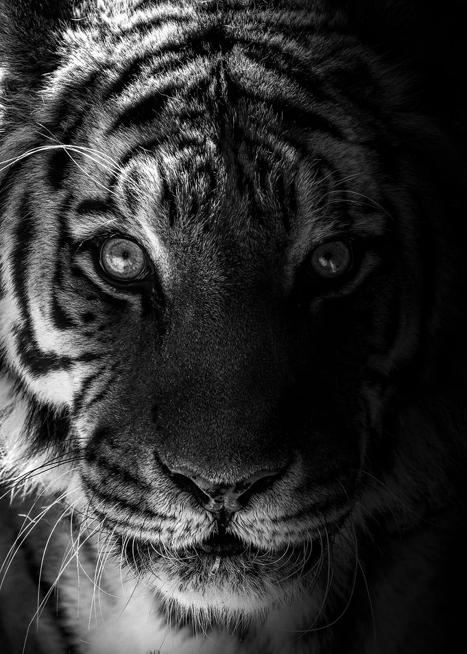angry tiger black white