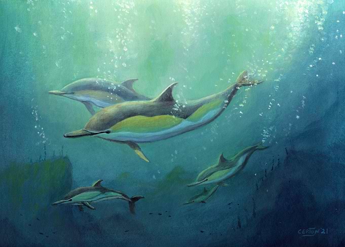 Dolphins