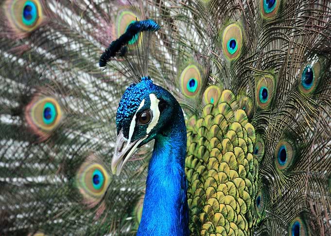 yellow color bird