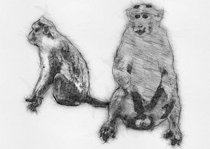Monkey Pencil Sketch Draw