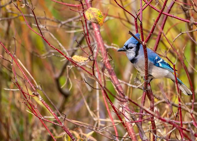 Blue Jay