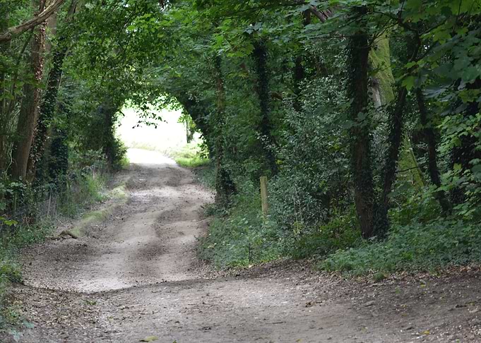 Honeysuckle Lane