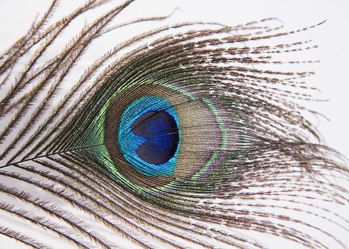 fur blue focus