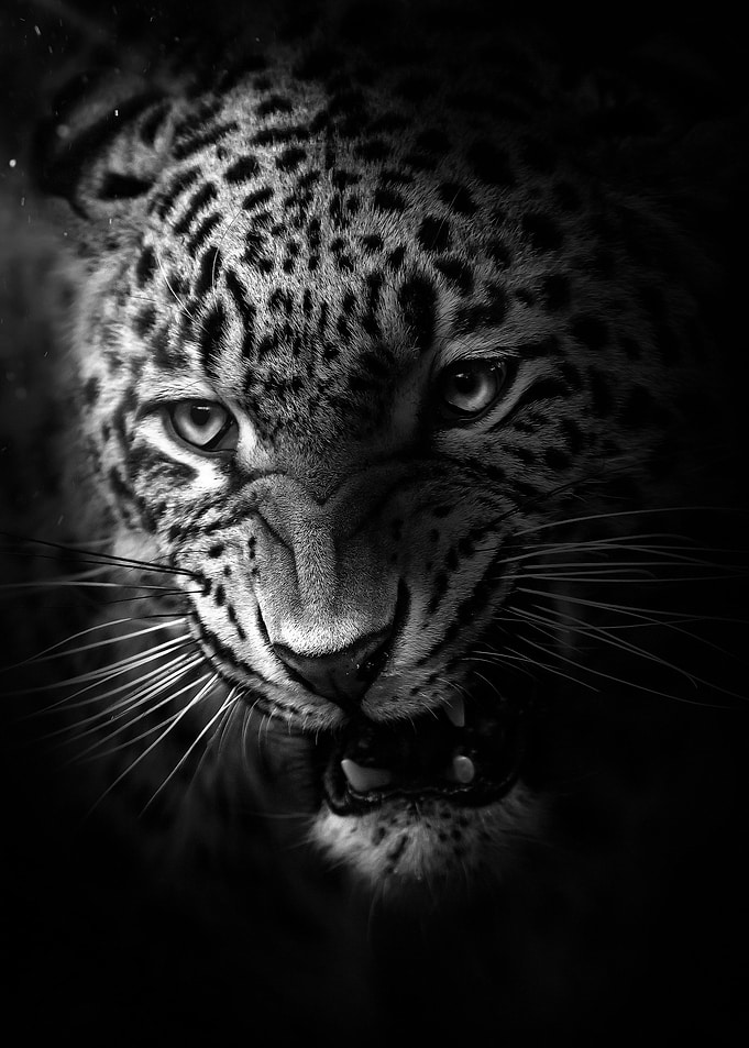 angry leopard head poster