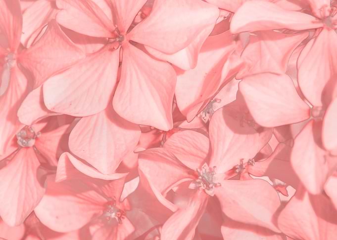 Coral Colored Hortensias