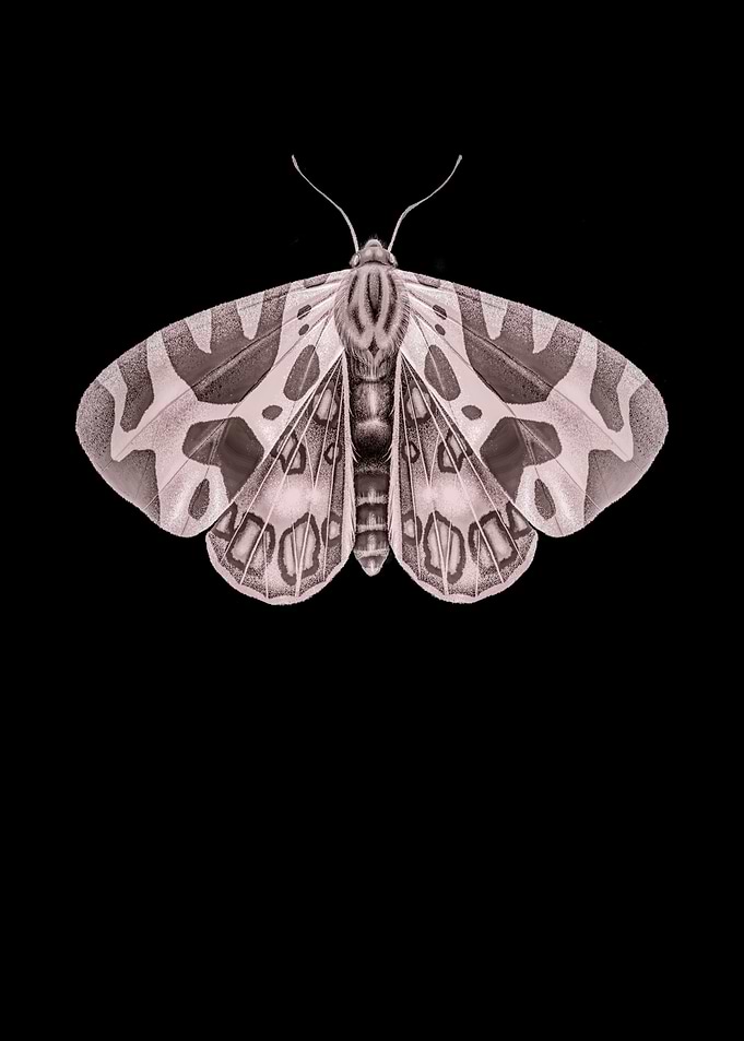 Butterfly butterfly wings