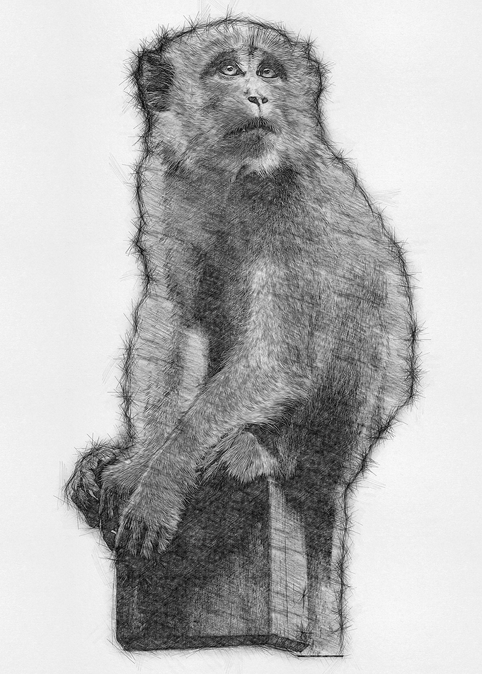 Monkey Pencil Sketch Draw