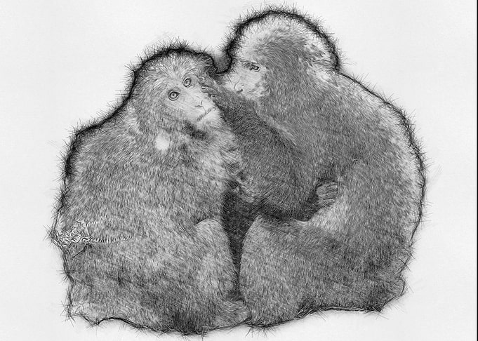 Monkey Pencil Sketch Draw