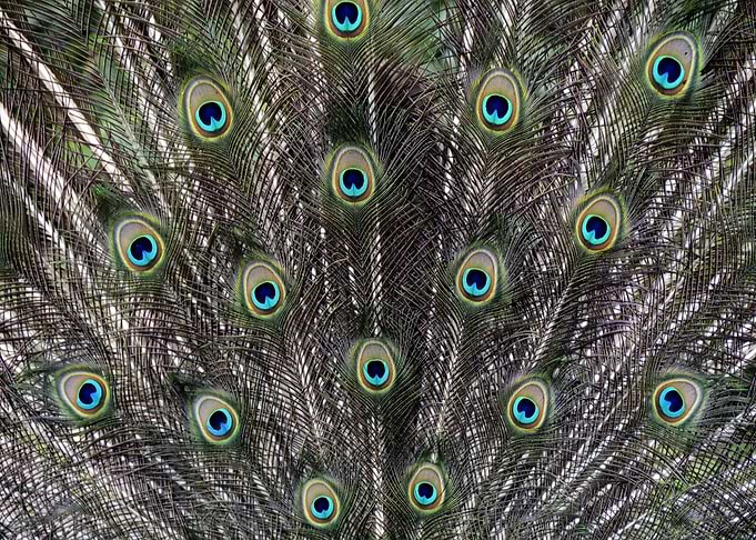 fin fur green