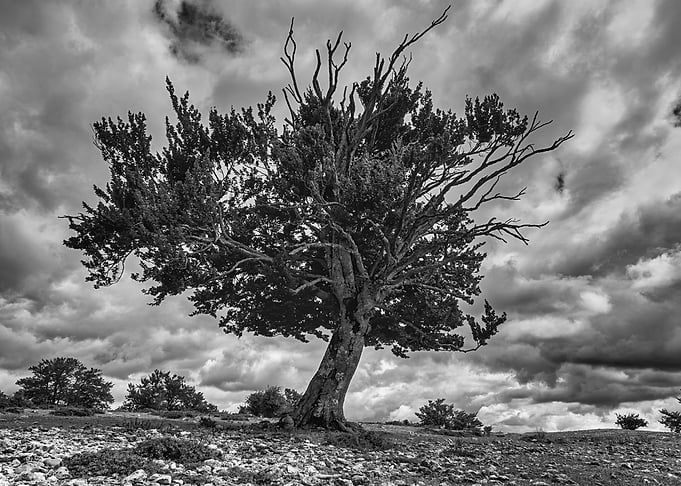 A dying tree