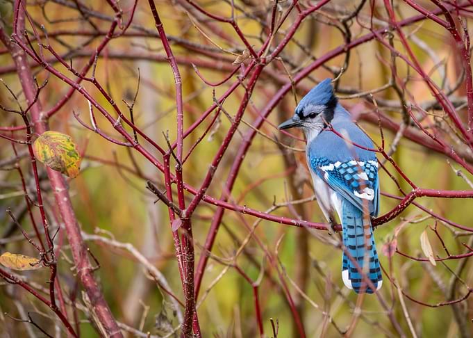 Blue Jay