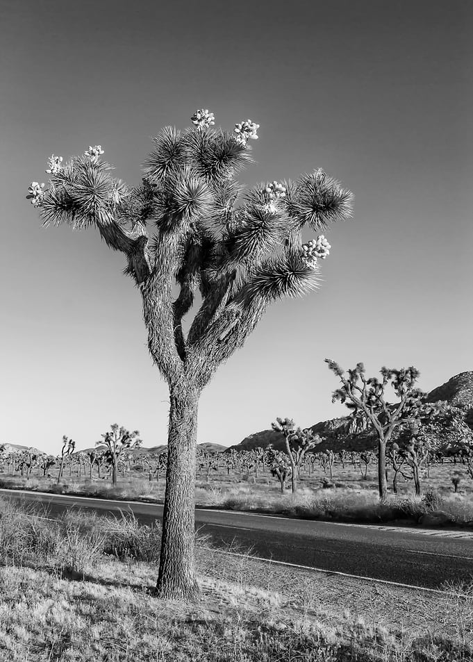 Joshua Tree Monochrome