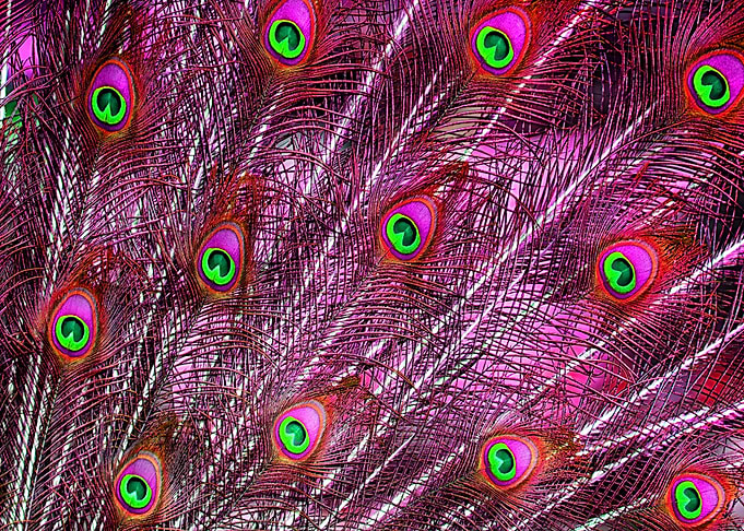 pink purple fur