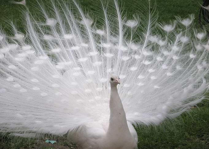 white anime bird