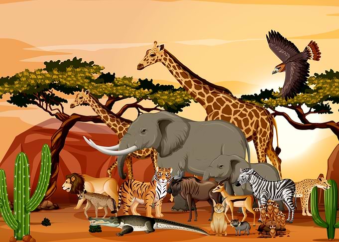 Animals