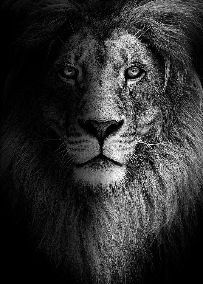lion king face black