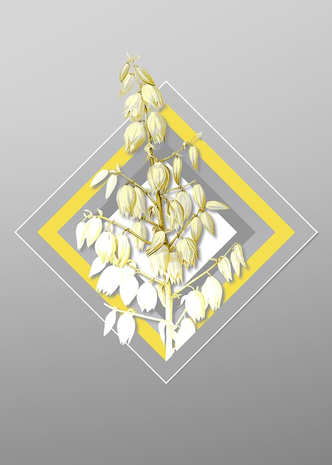 Gray Adams Needle Flower