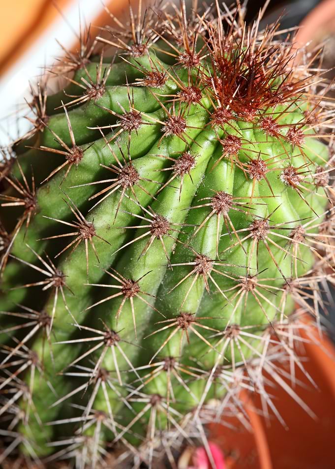 Cactus close up background
