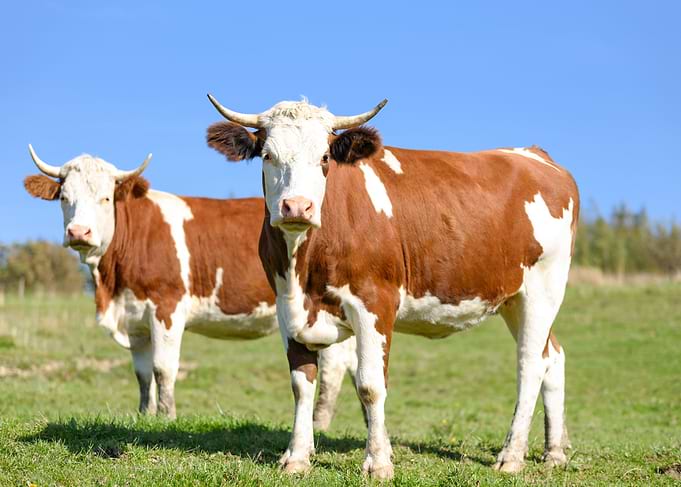Cows on Pasture