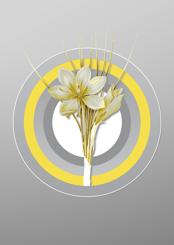 Gray Autumn Crocus Flower