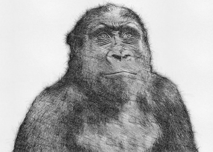 Monkey Pencil Sketch Art