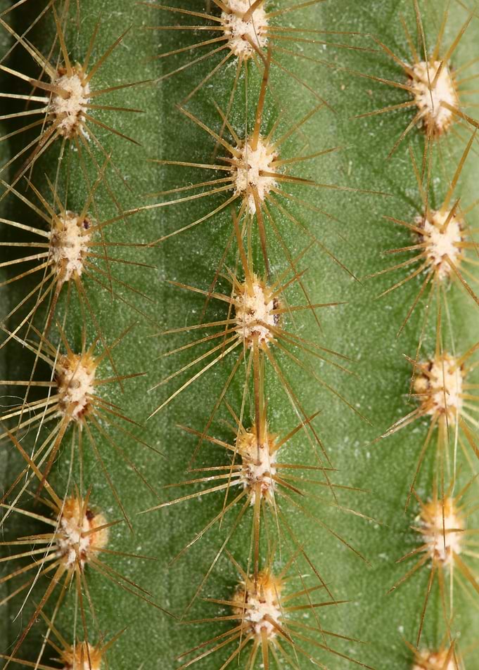Cactus close up background