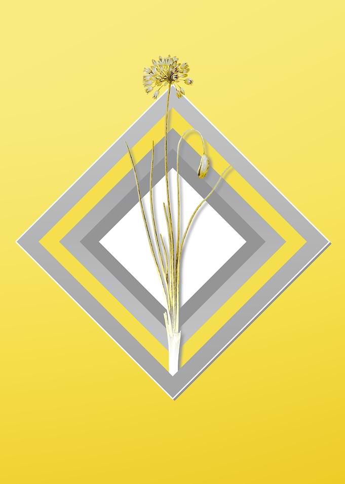Yellow Autumn Onion Flower