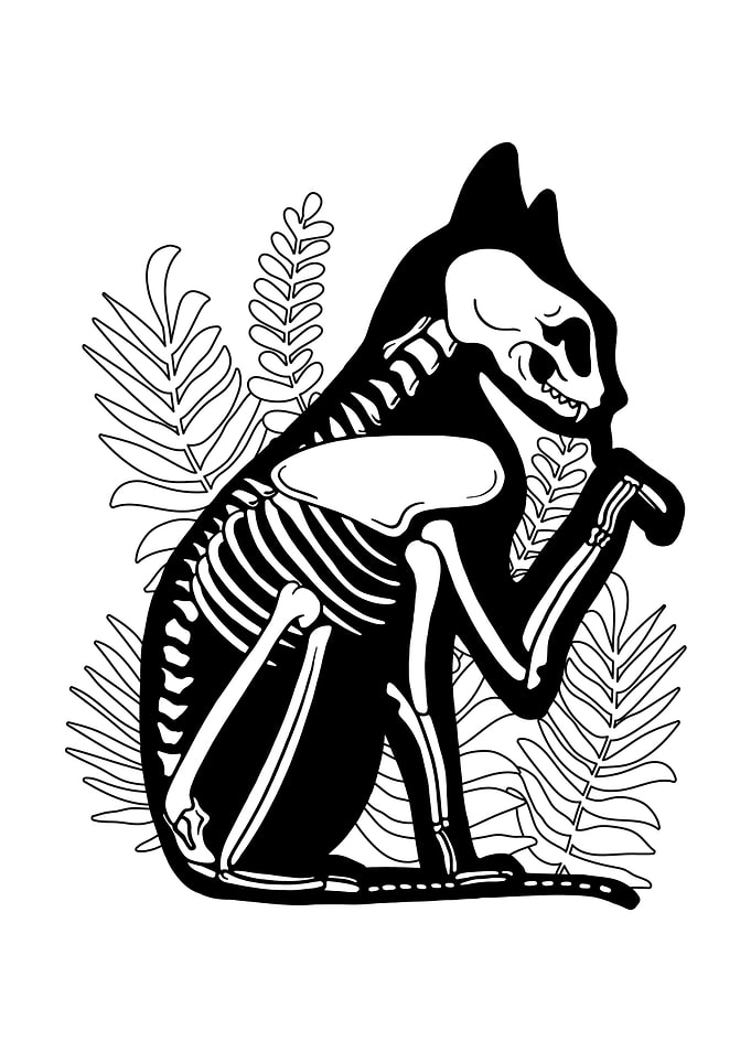 CAT SKELETON