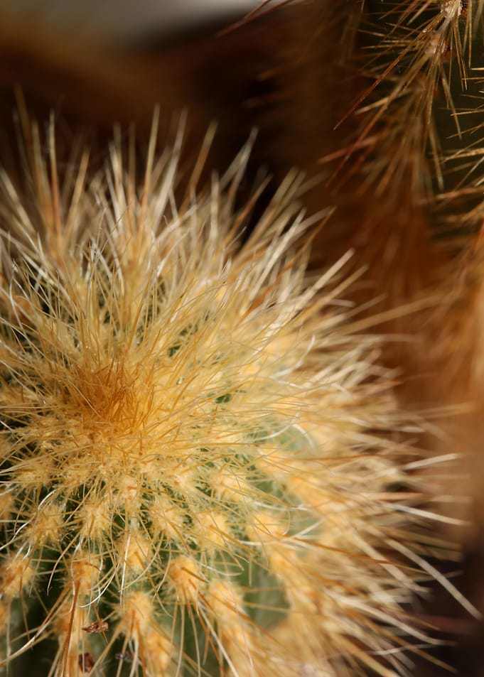 Cactus close up background