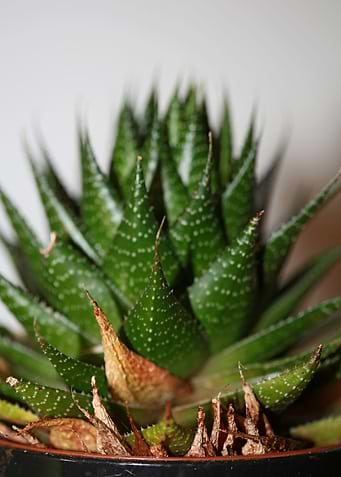 Aloe aristata background