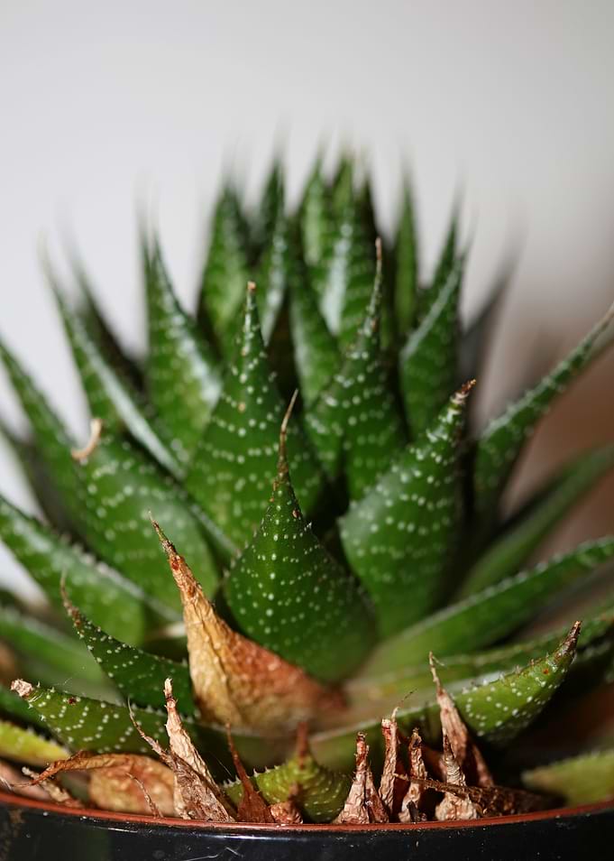Aloe aristata background