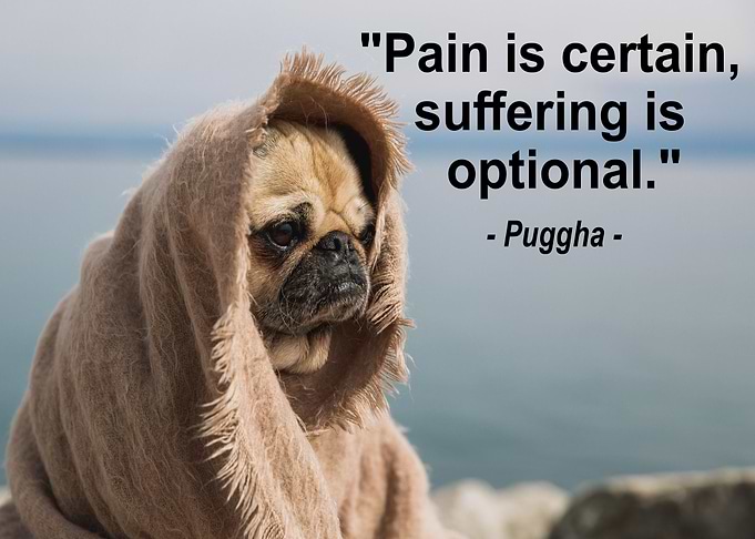 PUG BUDDHA QUOTE 1